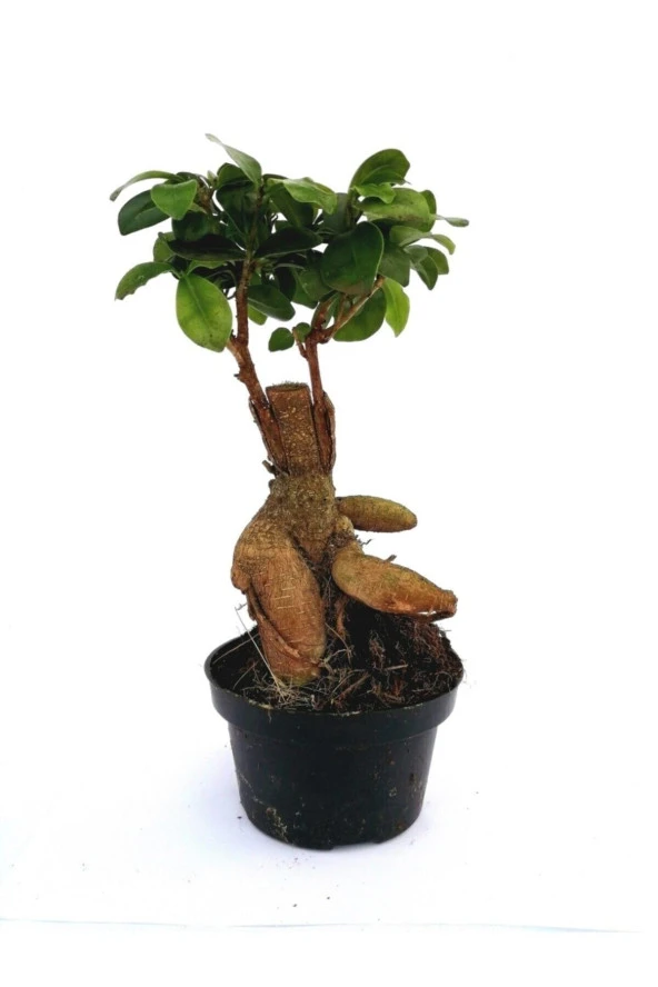 Ficus Mi Ginseng Bonsai 20-25 Cm Ev Ofis Salon Bitkisi ürün görseli 1