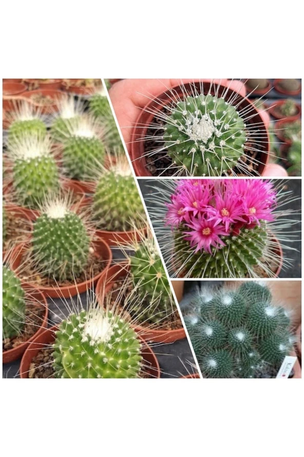 Mammillaria Spinosissima Kaktüs 5.5 Saksıda ürün görseli 1