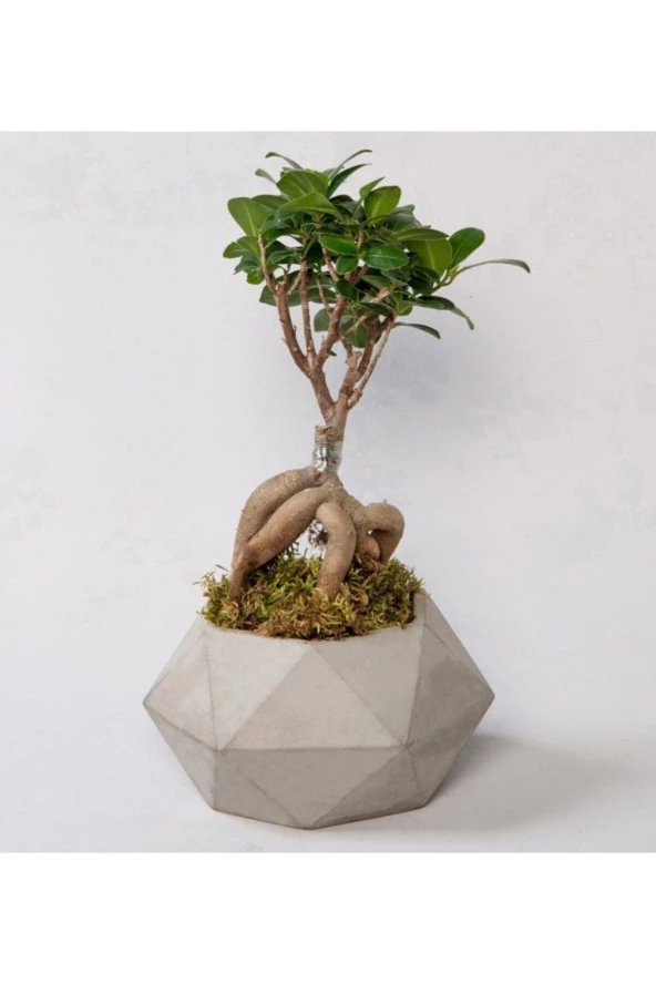 Bonsai Geometrik Beton Saksıda. ürün görseli 1