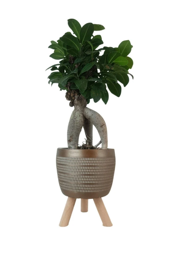 Gold Damla Saksıda Ficus Ginseng Bonsai ürün görseli 1