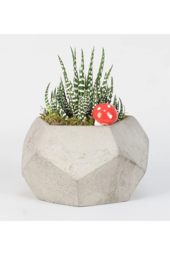 Beşgen Saksıda Haworthia ürün görseli 1