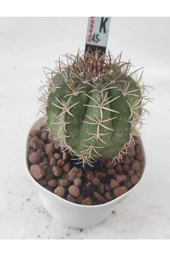 Melocactus-8.5 cm Saksı Kaktüs-ref 21h/34h/k45 ürün görseli 1