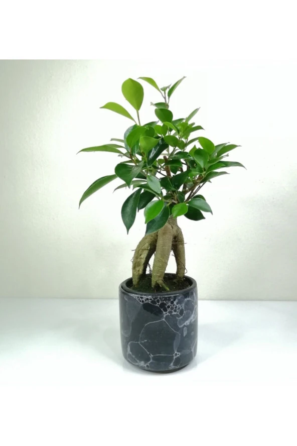 Bonsai Ficus Ginseng Siyah Seramik Saksılı ürün görseli 1