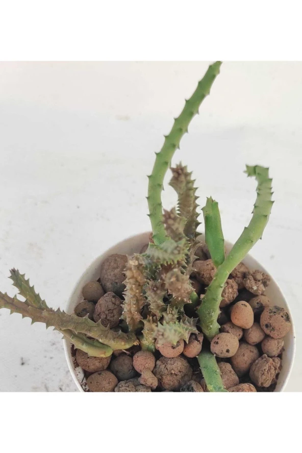 Leş Kaktüs-8.5 cm Saksı-ref 19f/94 - Resim 2