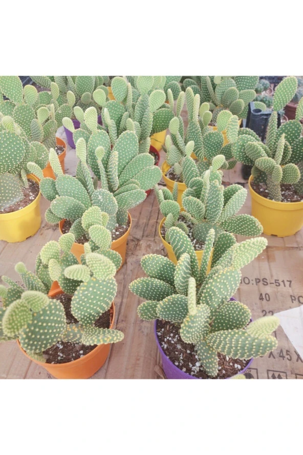 Opuntia Microdasys(tavsan Kaktus) ürün görseli 1