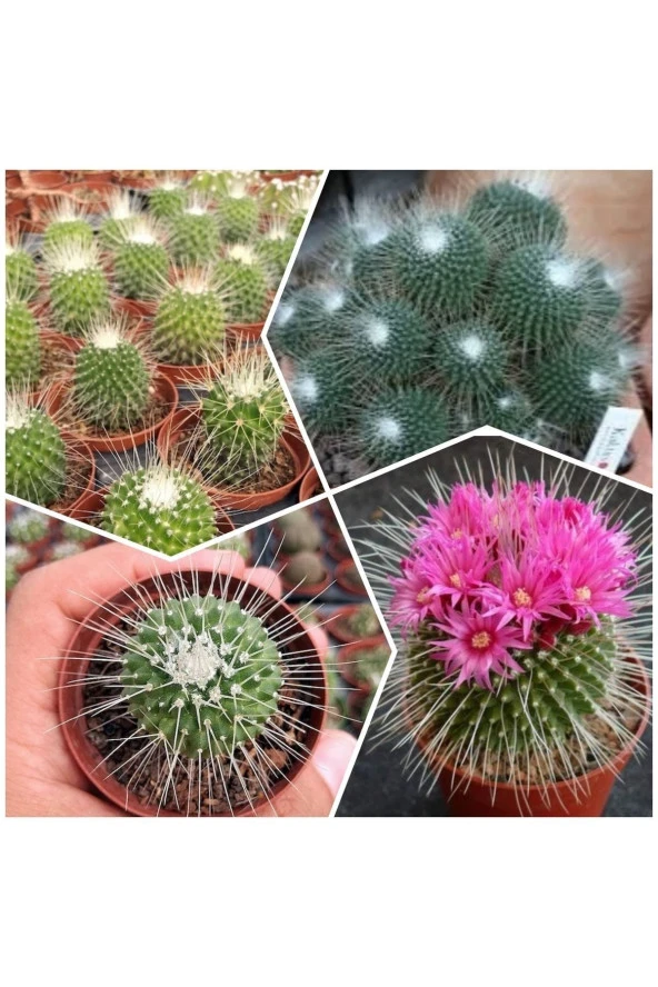 Spinosissima Kaktüs 5.5 Saksıda ürün görseli 1