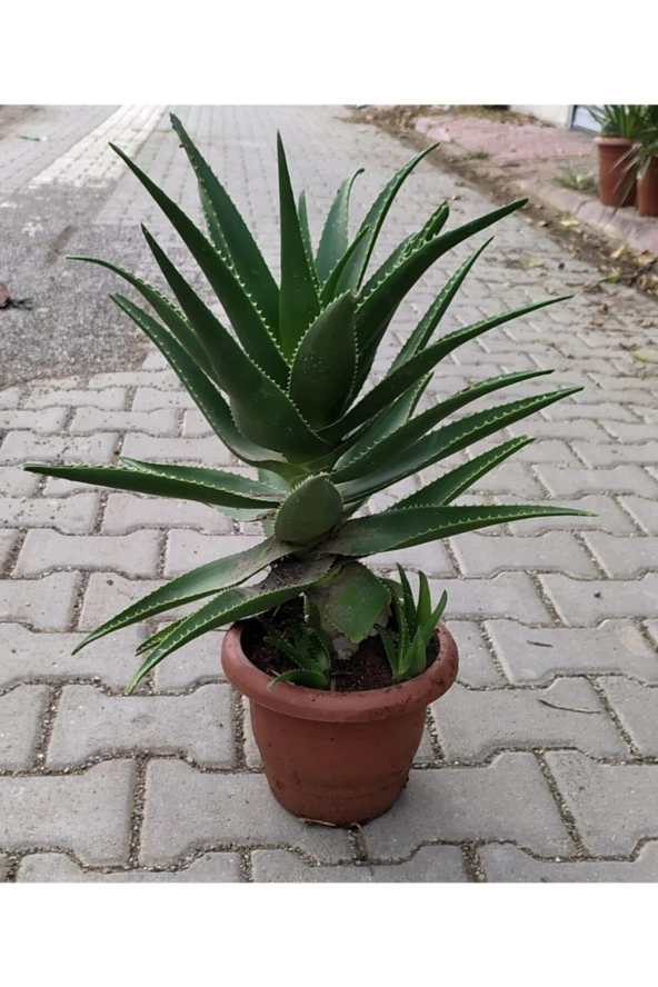 Dev Sarısabır ürün görseli 1