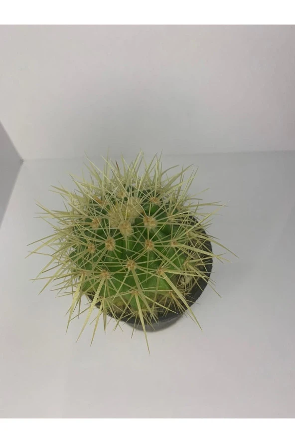 Echinopsis Altın Fıçı - Resim 2