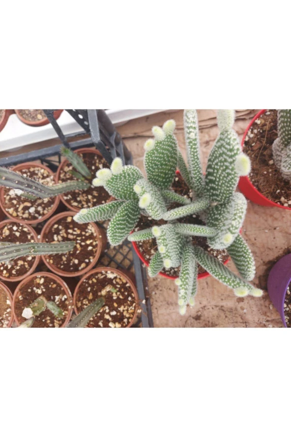 Opuntia Microdasys(tavsan Kaktus) - Resim 4