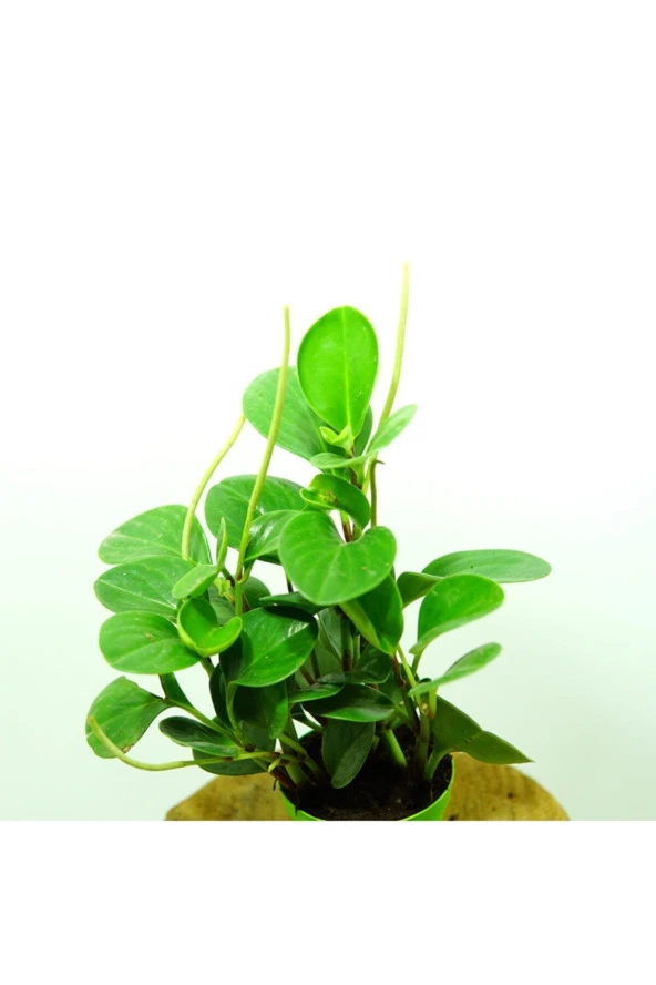 Zümrüt Dalgası Bitkisi - Peperomia ürün görseli 1