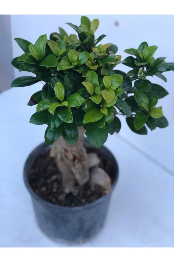 Ficus Bonsai Ithal 500 gr ürün görseli 1