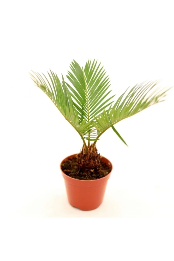 Sago Palmiyesi - Cycas ürün görseli 1
