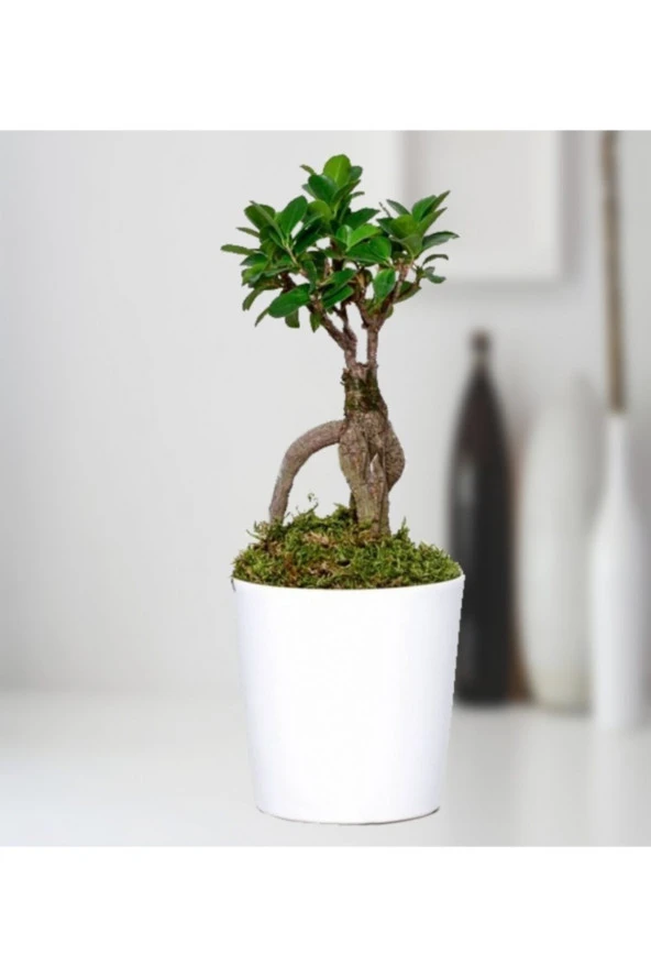 FİCUS BONSAİ ürün görseli 1