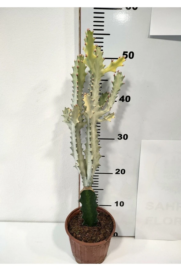 Euphorbia Lactea White Ghost Özel Tür Aşılı Kaktüs - Uzunluk 56 Cm ürün görseli 1