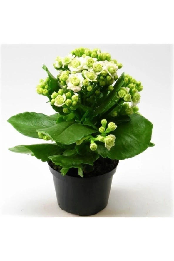 Beyaz Çiçekli Kalanşo ( Kalanchoe ) Çiçeği Ithal Büyük Boy ürün görseli 1