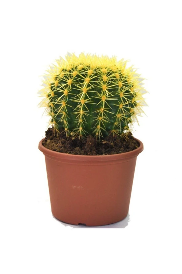 Echinocactus Grusonii Altın Fıçı Radyasyon Emici Kaktüs 12.cm Büyük Saksıda ürün görseli 1