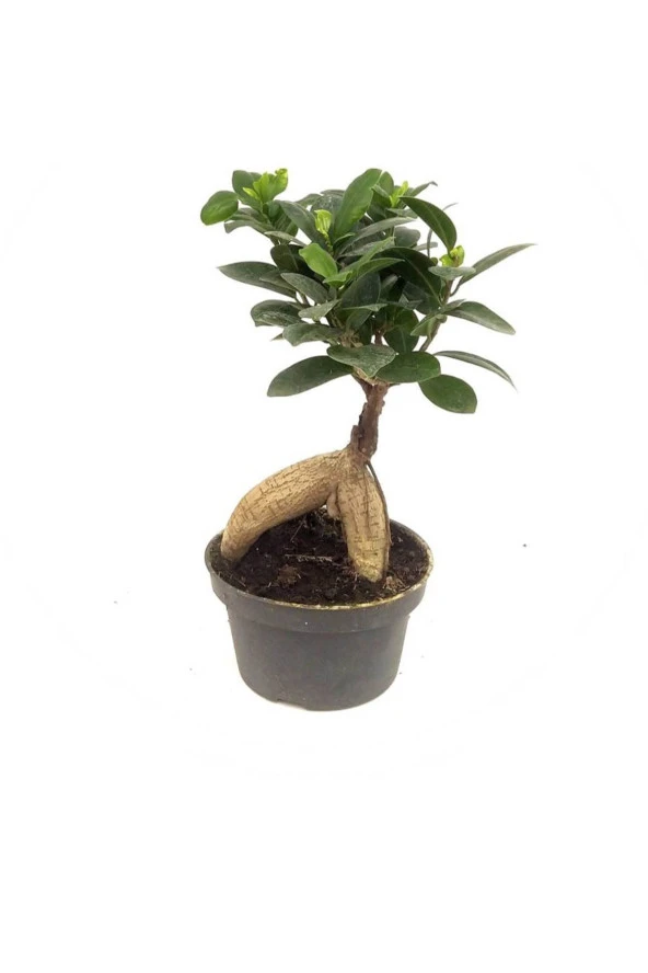 Ficus Bonsai (14 Cm Saksıda) ürün görseli 1
