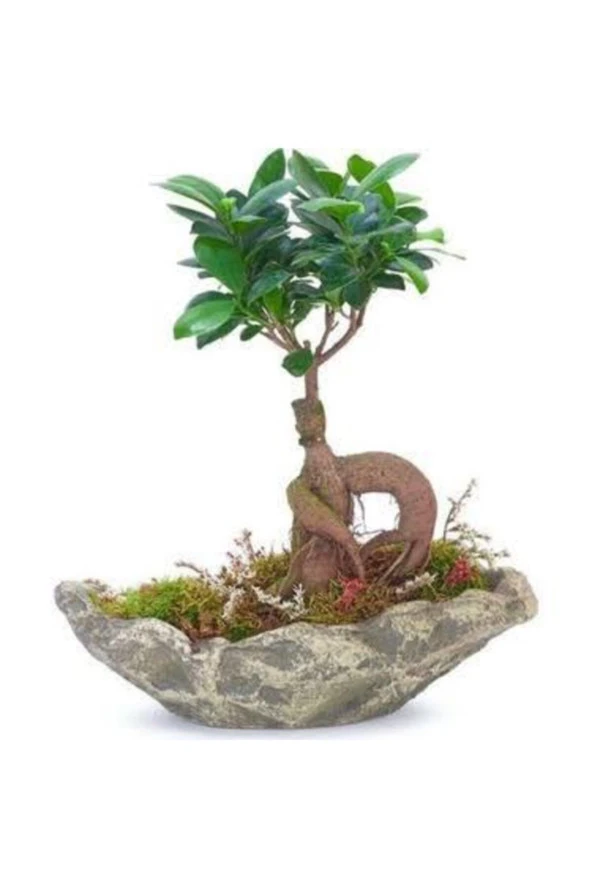 El Yapımı Taş Saksıda Bonsai ürün görseli 1