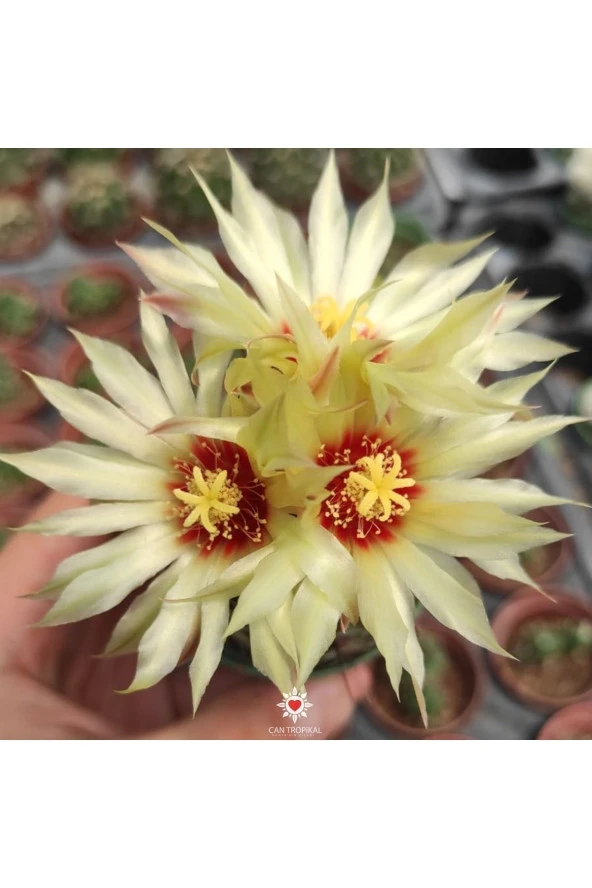 Thelocactus Setispinus Sarı Çiçek Açan Kaktüs Sukulent - Resim 2