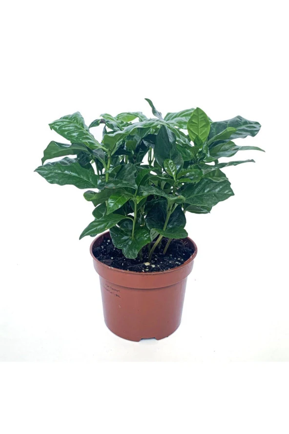 Kahve Ağacı Bitkisi - Coffea Arabica ürün görseli 1
