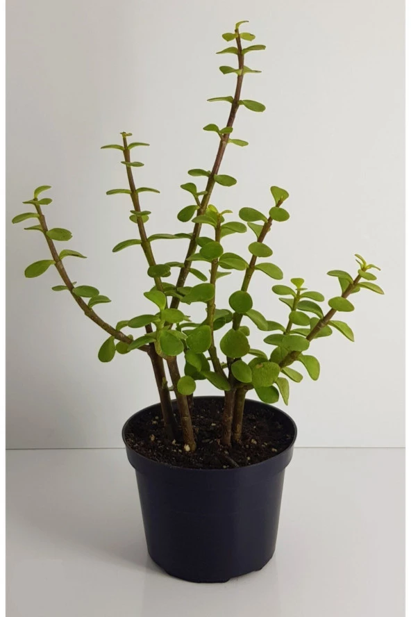 Bonsai Yeşim Ağacı Portulacaria Afra Sukulent 10 cm Saksıda Uzunluk 20-25 cm Arasıdır ürün görseli 1