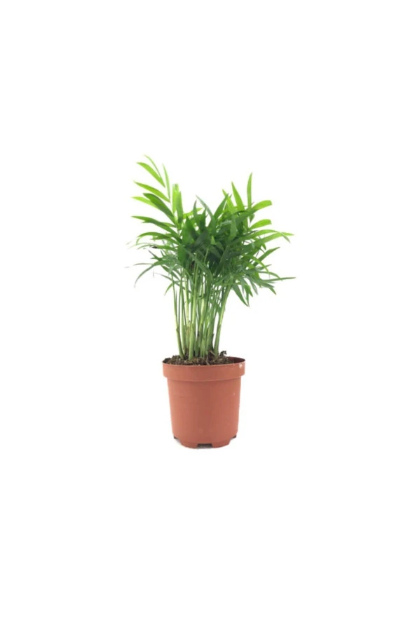 Chamaedorea Elegans ürün görseli 1