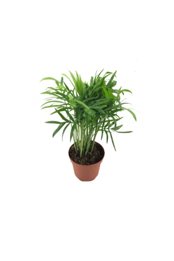 Chamaedorea Elegans - Resim 2