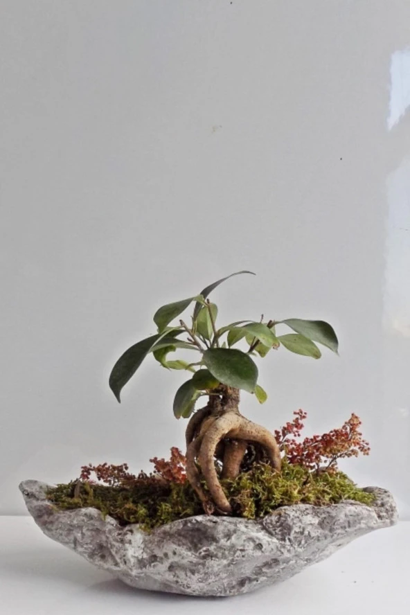 Bonsai Ev-ofis Bitkisi Gondol Saksıda ürün görseli 1