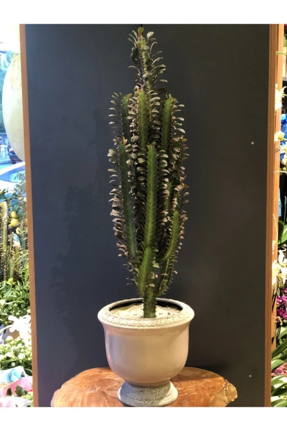 Euphorbia Trigona Kaktüs ürün görseli 1