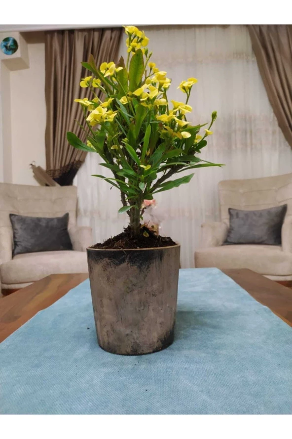 Seramik Saksıda 45-50 cm ürün görseli 1