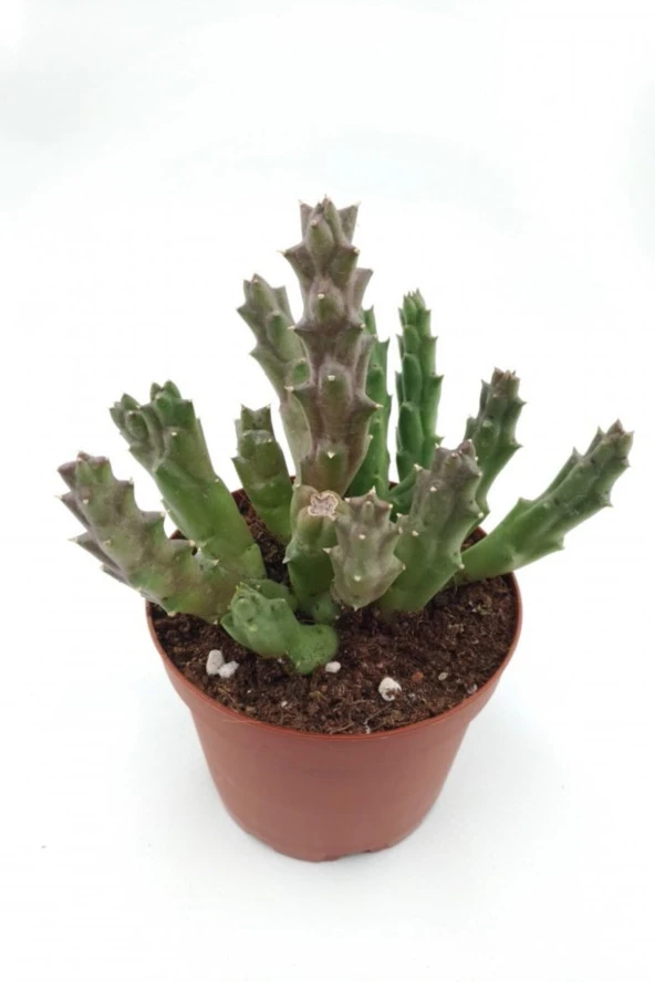 Leş Kaktüs ( Büyük Çiçekli Leopar Desen) - 8.5 Cm Saksıda ürün görseli 1