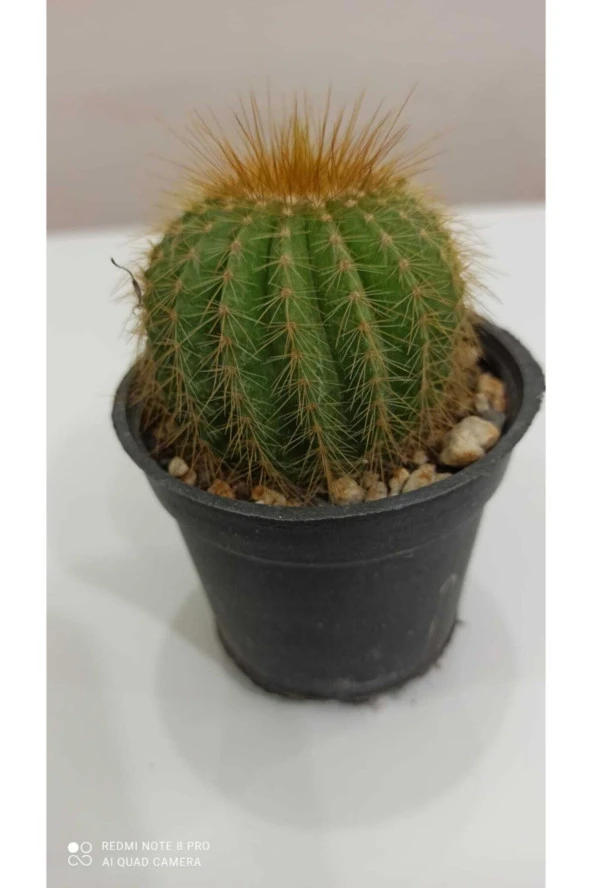 Notocactus Magnificus (parodia Magnifica) ürün görseli 1