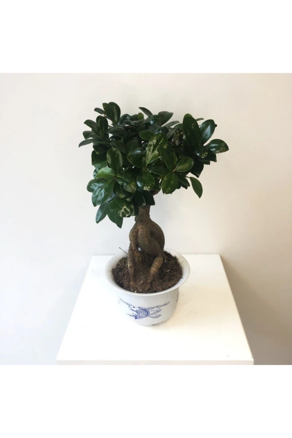 Ficus Bonsai - Ficus Ginseng -Adam Ağaç 30-40 cm Arası ürün görseli 1
