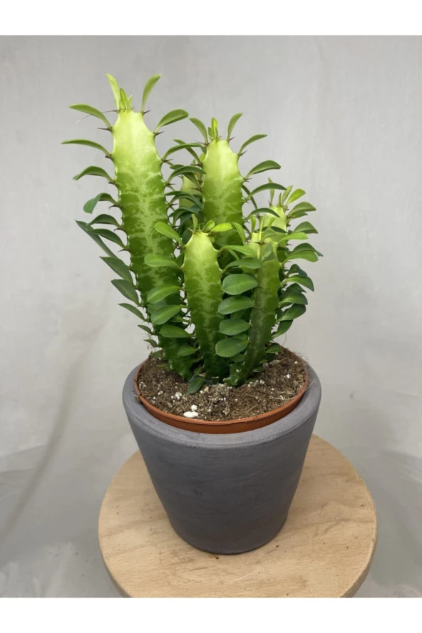Euphorbia Trigona Green ürün görseli 1