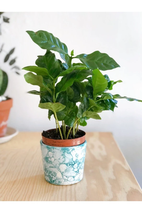 Coffea Arabica Yeşil Kahve Ağacı Çiçeği 15 Cm ürün görseli 1