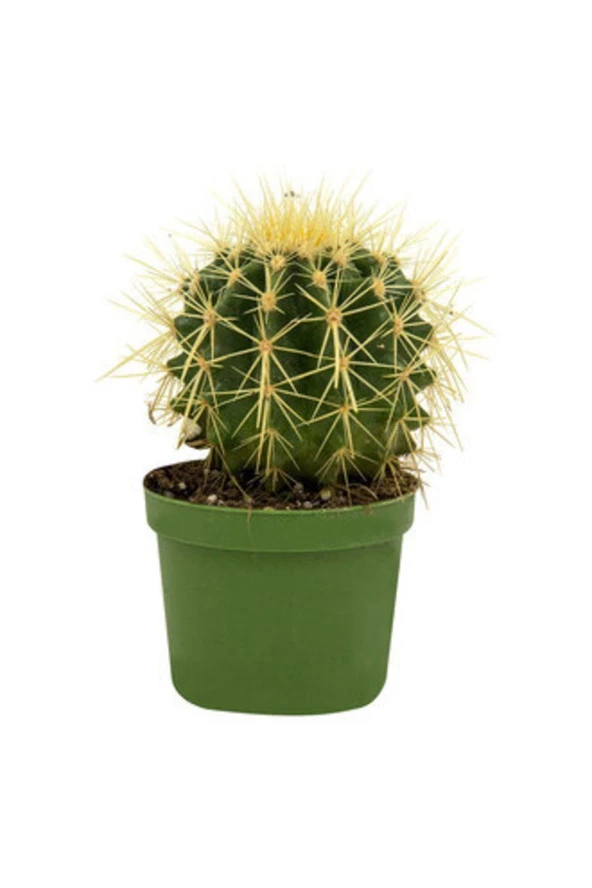 Dekoratif (echinocactus Blister) ürün görseli 1