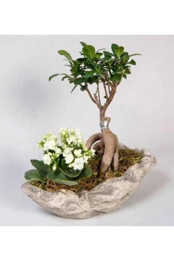 Dekoratif Saksıda Ficus Gingsey Bonsai Ve Kalanşo ürün görseli 1