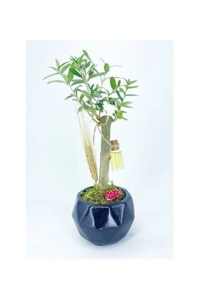 Zeytin Ağacı Bonsai & Siyah Geometrik Beton Saksıda Hediyelik Canlı Çiçek ürün görseli 1