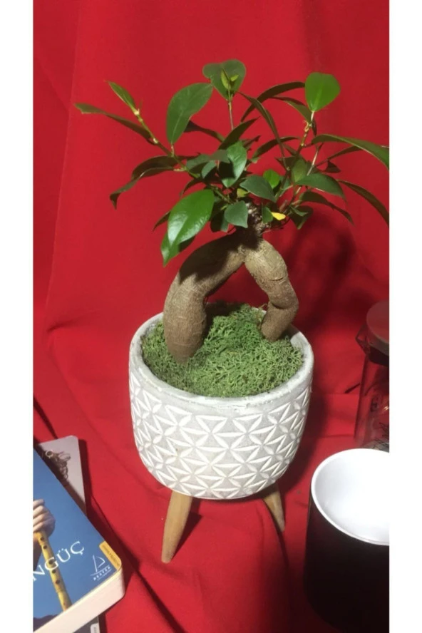 Fıcus Ginseng ürün görseli 1
