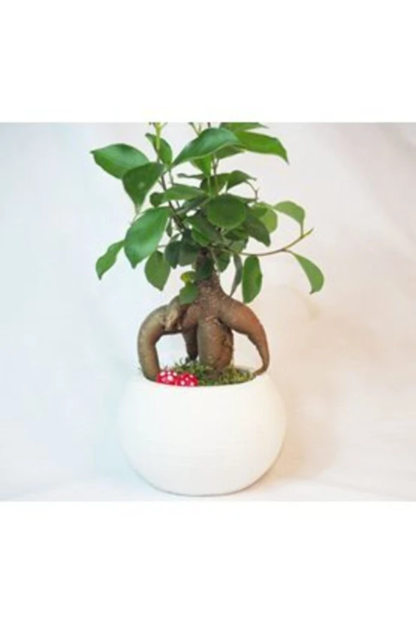 Ficus Ginseng Bonsai & Beyaz Venüs Beton Saksıda Hediyelik Canlı ürün görseli 1