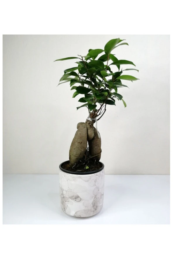 Bonsai Ficus Ginseng Beyaz Seramik Saksılı ürün görseli 1