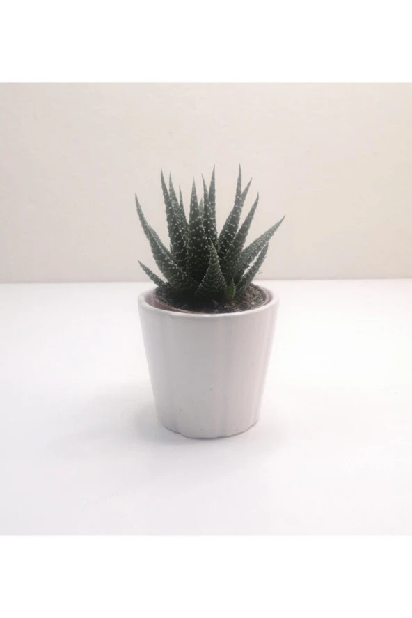 Haworthia Mini Sukulent ürün görseli 1