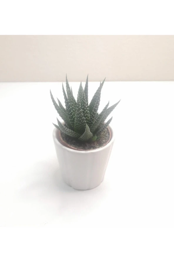 Haworthia Mini Sukulent - Resim 2