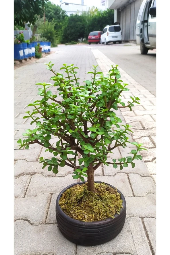 Bonsai Para Ağacı - Para Çiçeği - Bereket Ağacı ürün görseli 1
