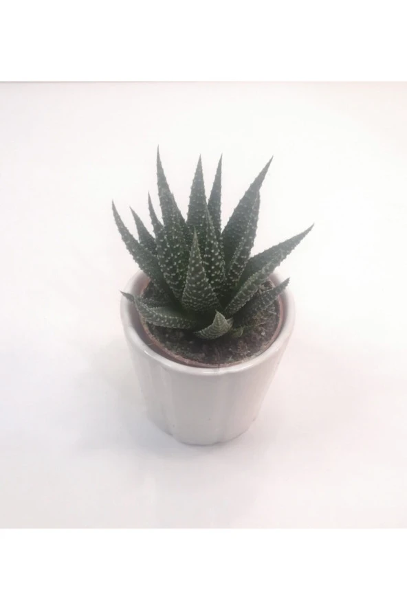 Haworthia Mini Sukulent - Resim 3