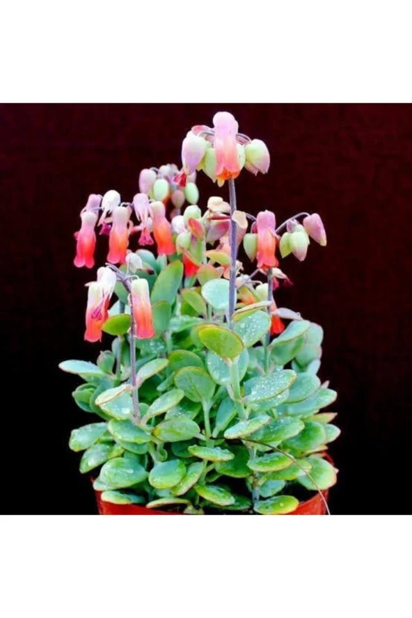 Kalanşo Marnieriana Marnier's Kalanchoe ürün görseli 1
