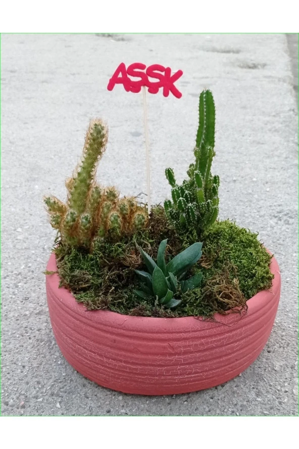 Beton Saksıda Kaktüs Aranjman Kkhh ürün görseli 1