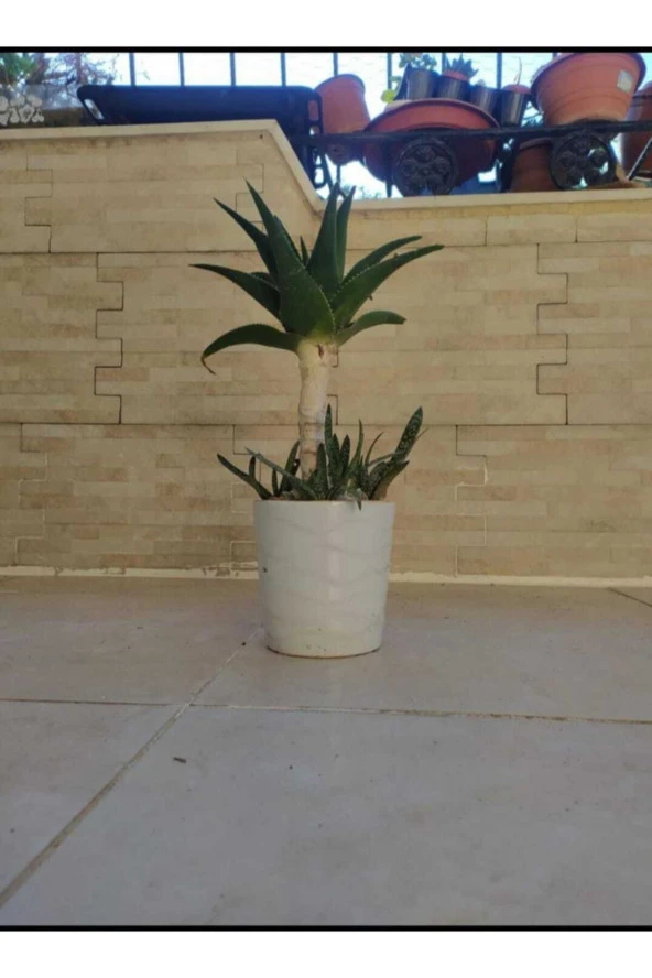 Porselen Saksıda Bonsai Sarısabır ürün görseli 1
