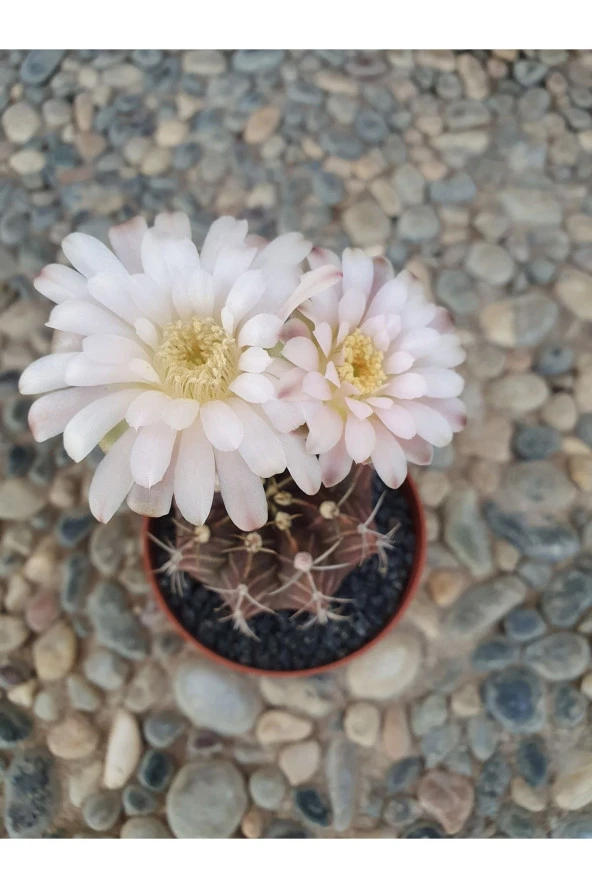 Gymnocalycium Mihanovichii - Resim 2