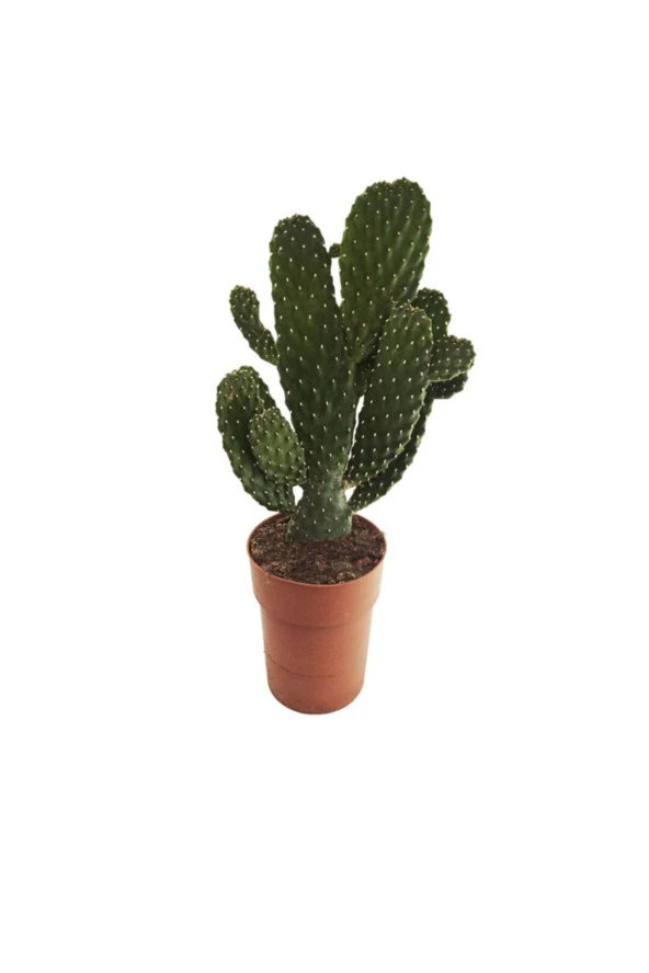 Opuntia Rubescens 'consolea' (14 Cm Saksıda) ürün görseli 1
